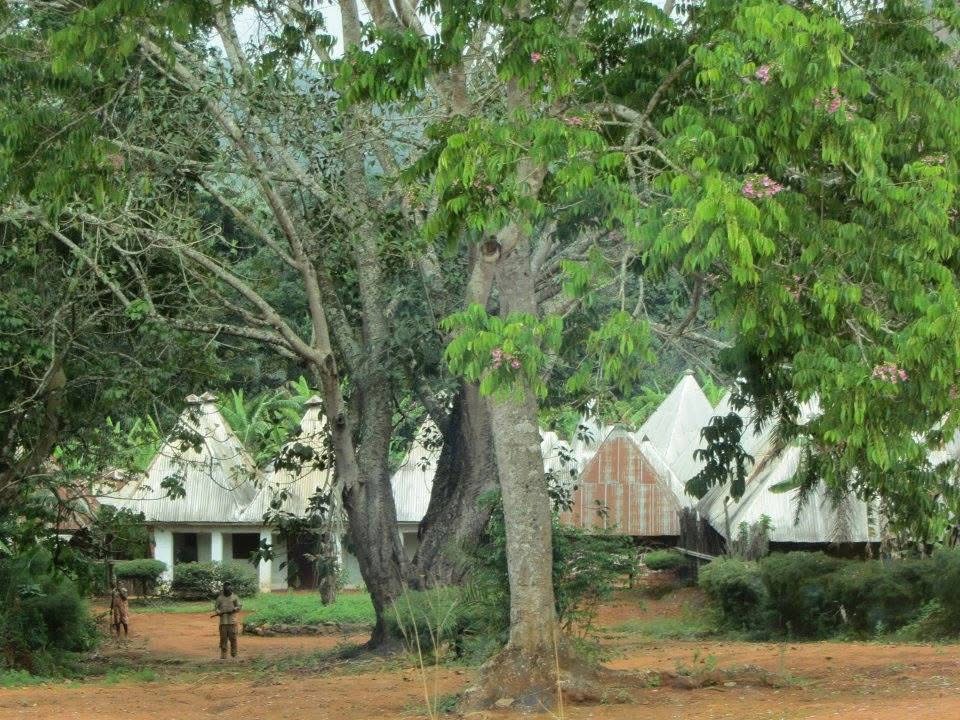 L’entrée de la chefferie de Baloum : grands arbres, cases aux toits pointus et cour de terre rouge